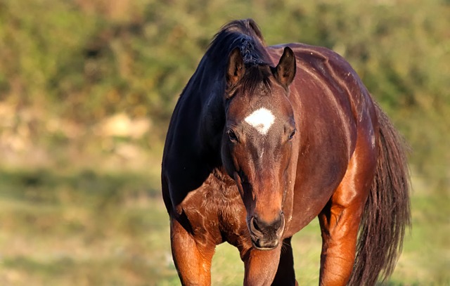 Wysłodki buraczane dla koni. O czym powinniśmy wiedzieć?